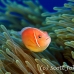 anemonefish_pink_bs_h_0705_png486.jpg